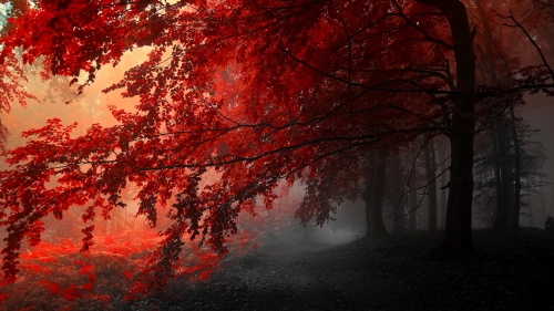 Red Leaves on the Trees in Autumn Forest