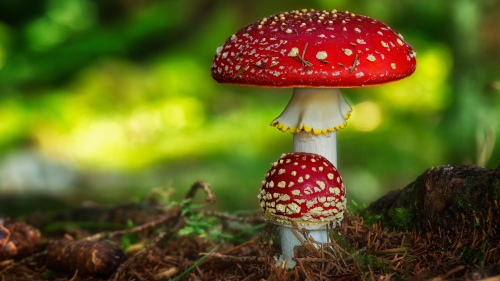 Red Mushroom in Forest