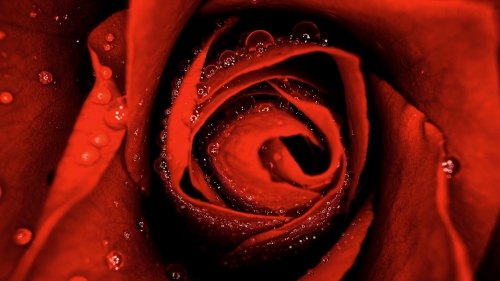 Red Rose and Drops