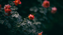 Red Roses and Dark Background