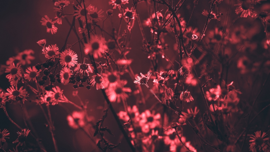 Red Tree Flowers
