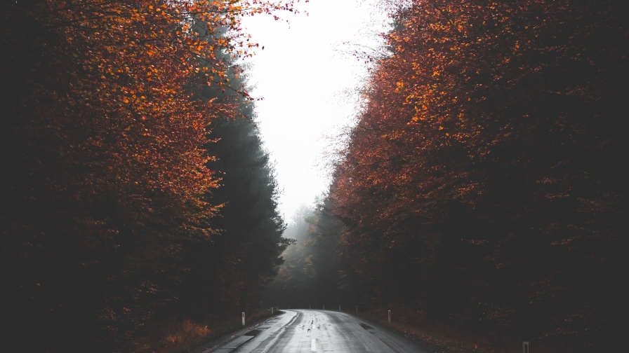 Red Trees in Old Forest and Road