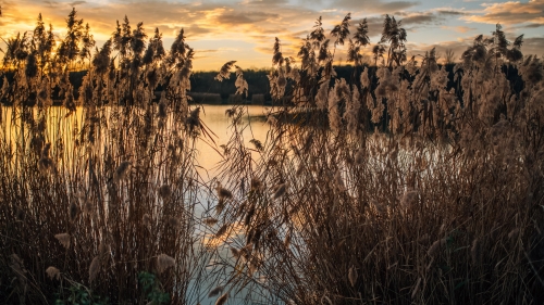 Reeds on Shore of Lake and Dusk