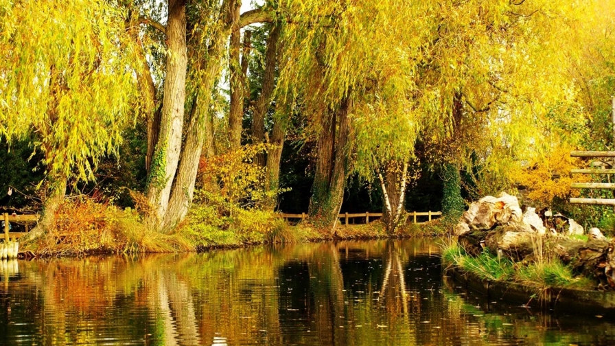 River and Autumn Trees in Forest and Reflection