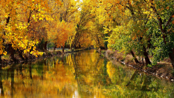 River between Yellow Autumn Trees