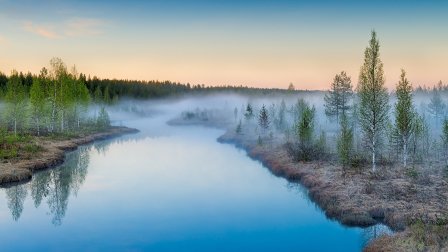 River Forest and Morning Fog