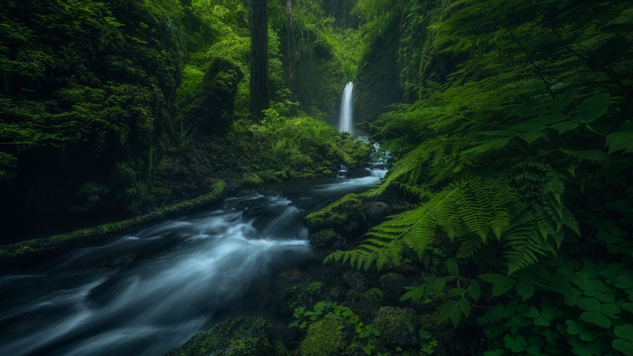 River in Fern Forest