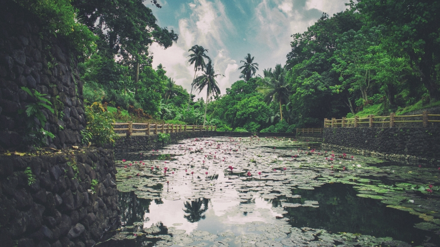 River with Pink Flowers on Water