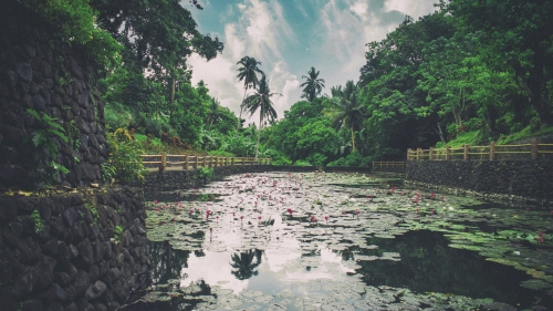 River with Pink Flowers on Water