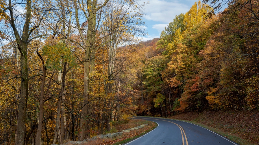 Road and Beautiful Green and Yellow Trees