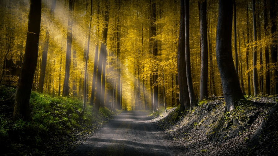 Road and sunlight in autumn forest