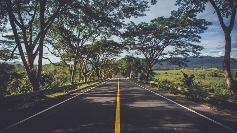 Road and Trees in Green Field