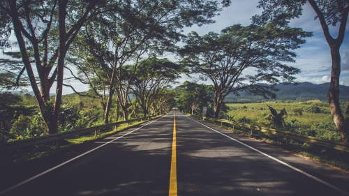 Road and Trees in Green Field