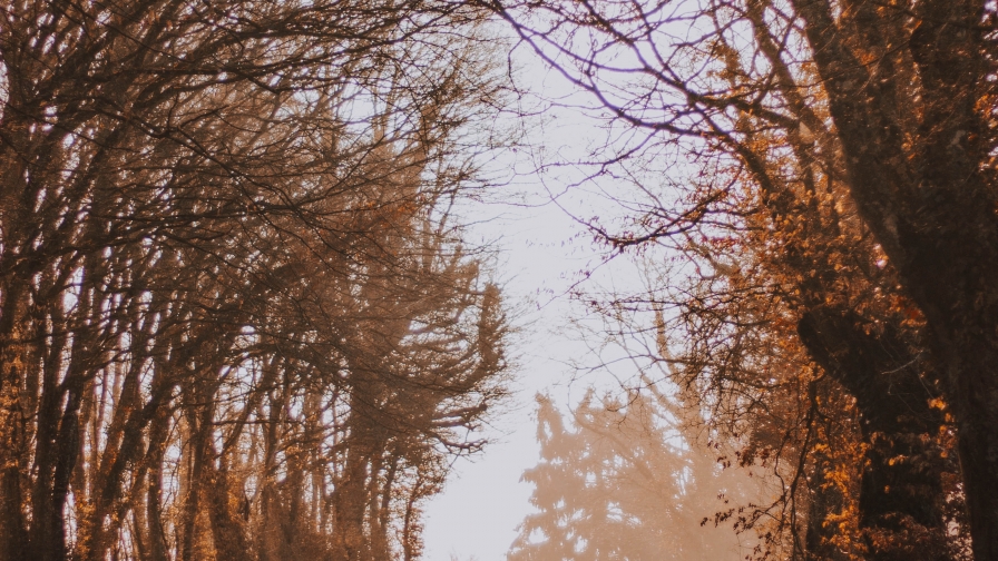 Road Autumn Park and Fog