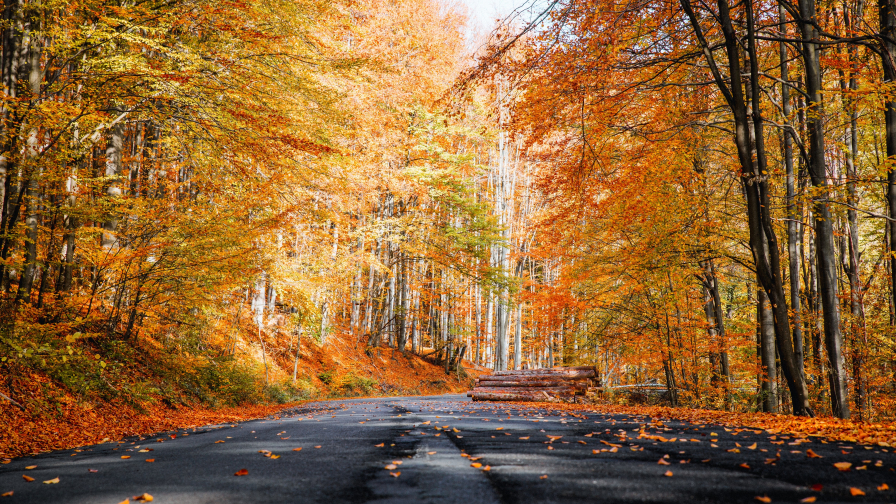 Road in Autumn Park