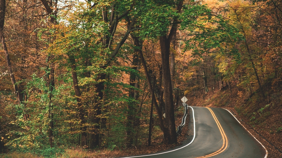 Road in Beautiful Autumn Forest