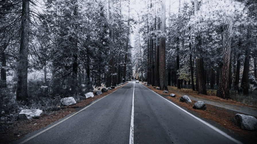 Road in Beautiful Frosty Forest