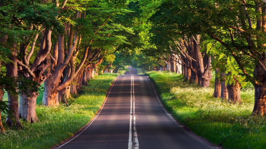 Road in Beautiful Summer Green Forest