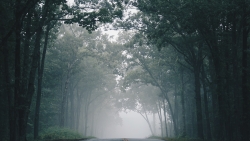 Road in Foggy Forest