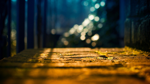 Road in Garden and Daylight