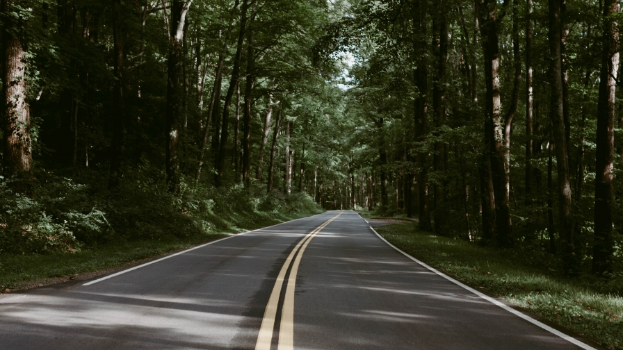 Road in Green Forest