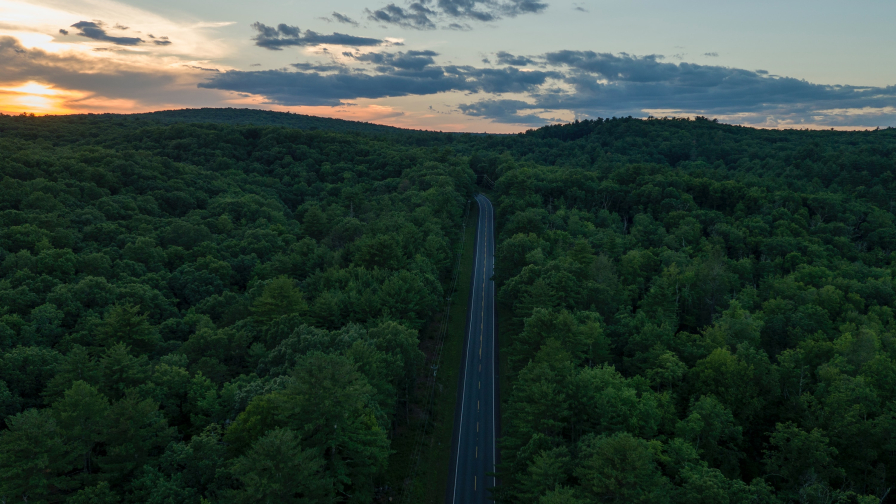 Road in Greenwood Forest