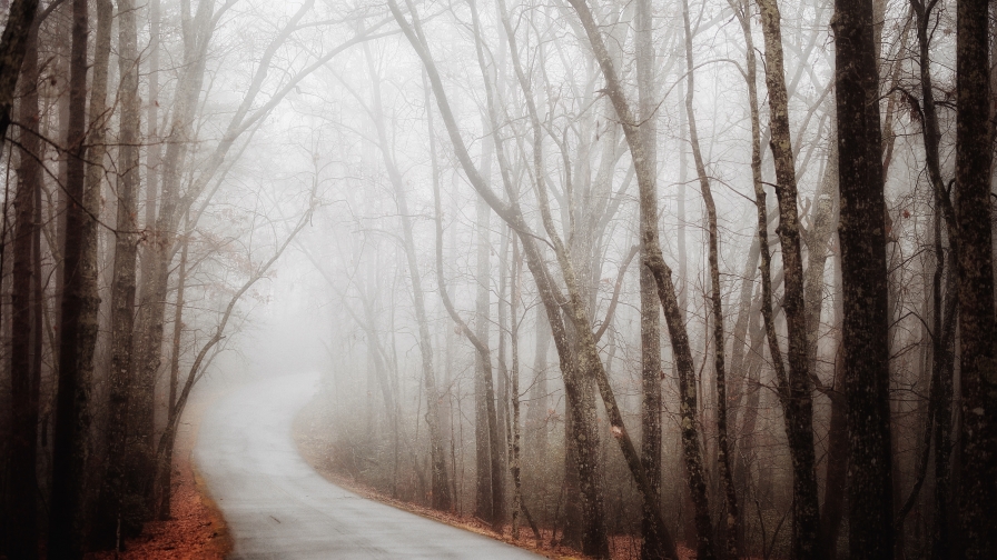 Road in Old Foggy Autumn Forest