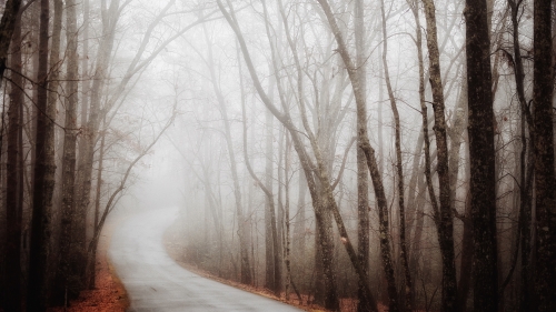 Road in Old Foggy Autumn Forest