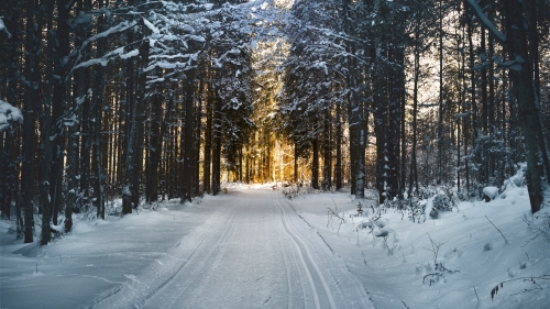 Road in sunset snowed forest