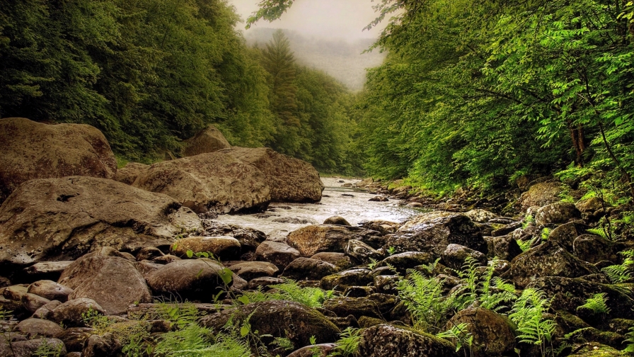 Rocks in River and Green Forest