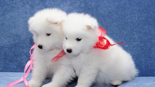 Samoyed Two White Puppies are on Blue Couch