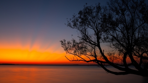 Silhouette of Single Tree and Orange Sunset