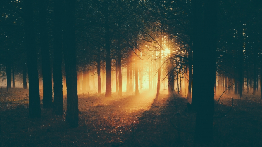 Silhouette of Trees in Forest