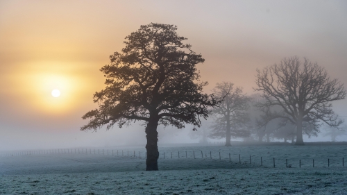 Single Tree and Fog on Field