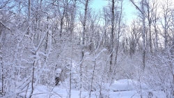 Snow Covered Forest and Sunset