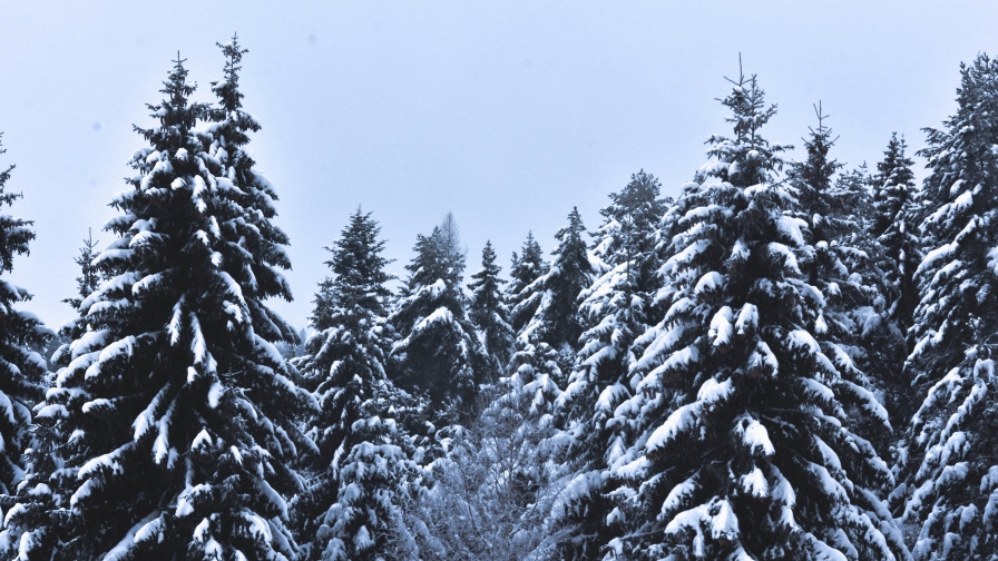 Snow Covered Pine Trees Under Cloudy Sky