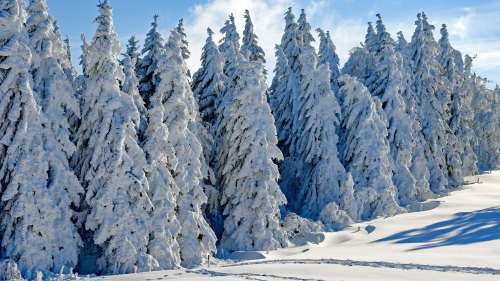 Snow Covered Spruces in Forest