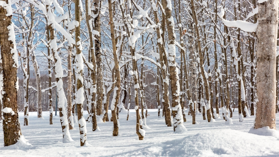 Snow in Winter Forest