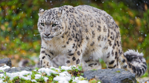 Snow Leopard Big Cat on Grass