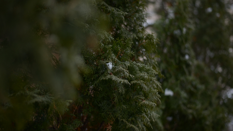 Snowed Cypress in Forest