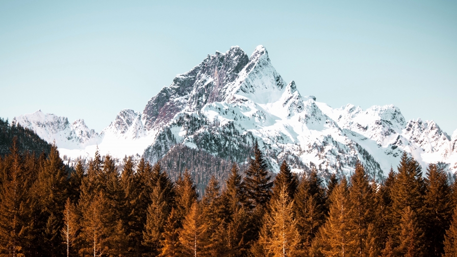 Snowed Mountain Peak and Pine Forest