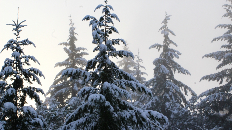 Snowed Pine Forest