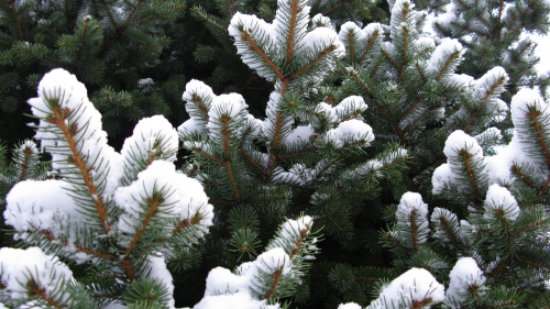 Snowed Spruce Branches