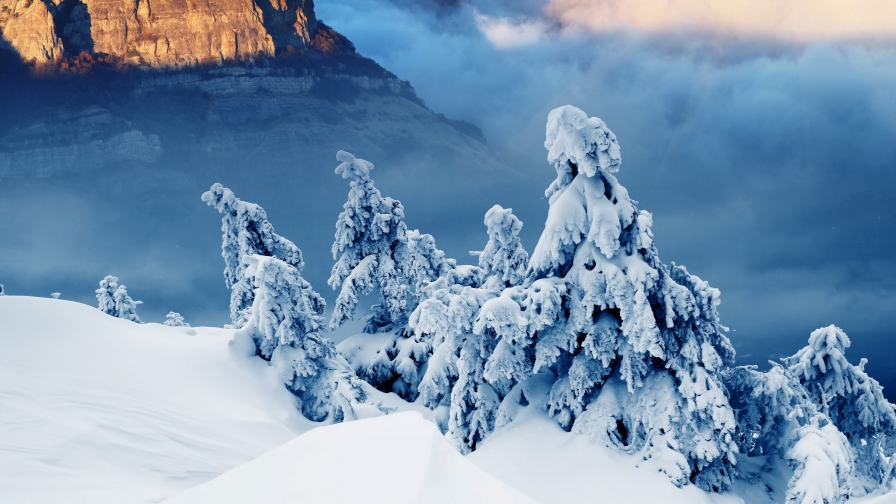 Snowed Trees in Forest and Mountains