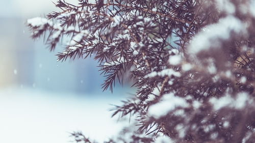 Snowy Pine Branches