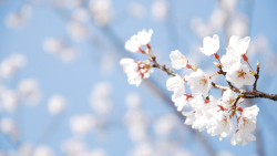 Spring Cherry Flowers