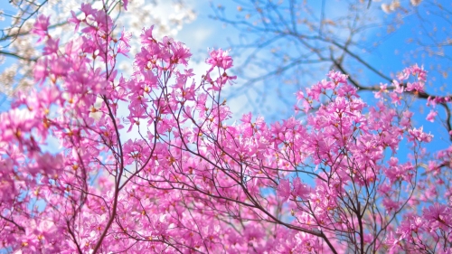 Spring Pink Flowers on the Trees
