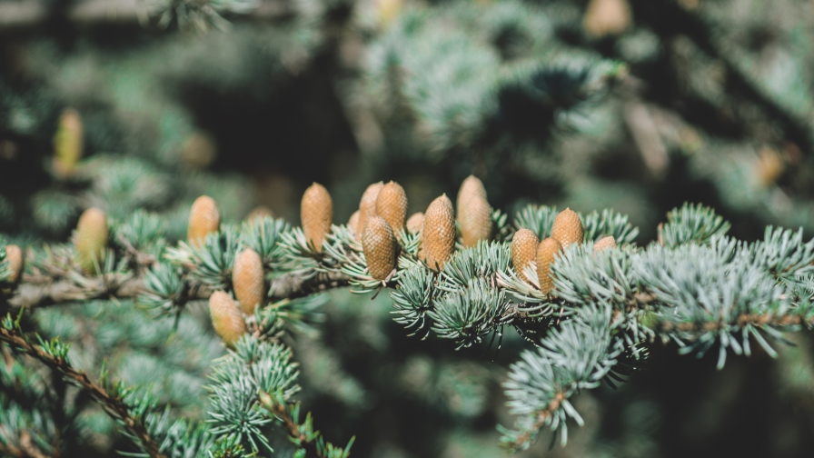 Spruce Bumps Spines Macro