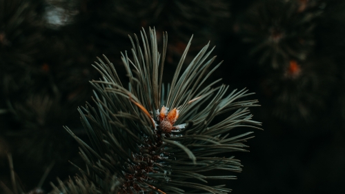 Spruce Needles on Branch
