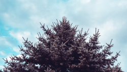 Spruce Tree and Sky
